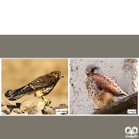 گونه دلیجه Common Kestrel